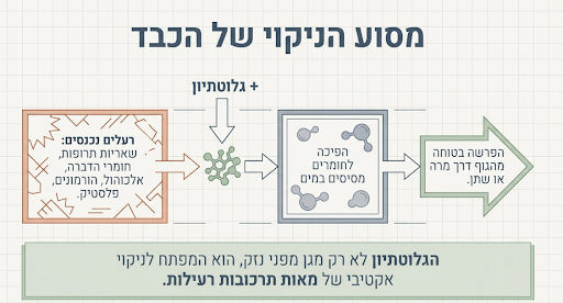 גלוטתיון